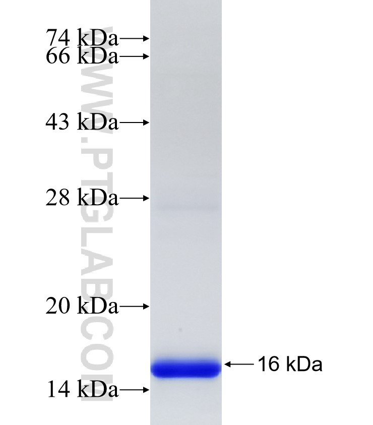 STK25 fusion protein Ag33092 SDS-PAGE