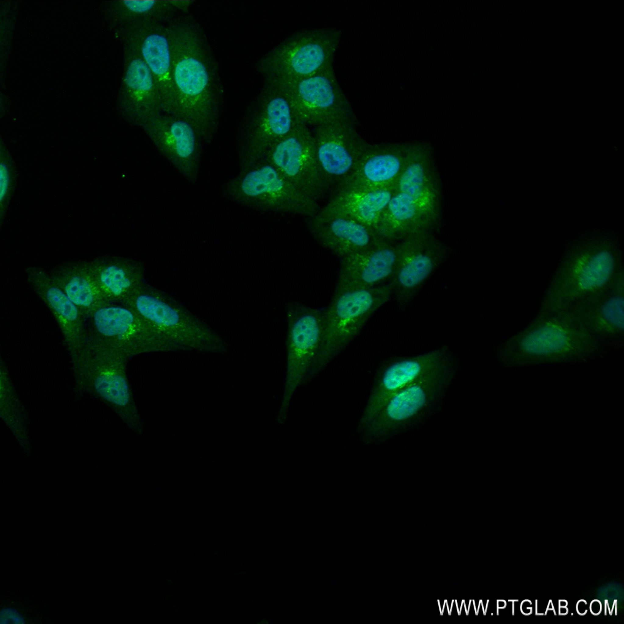 Immunofluorescence (IF) / fluorescent staining of HepG2 cells using STK39 Recombinant antibody (83081-3-RR)