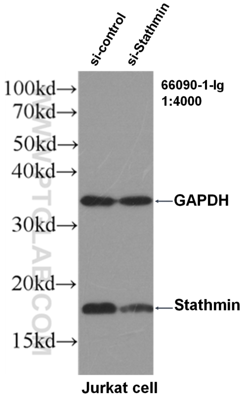 Western Blot (WB) analysis of Jurkat cells using Stathmin 1 Monoclonal antibody (66090-1-Ig)