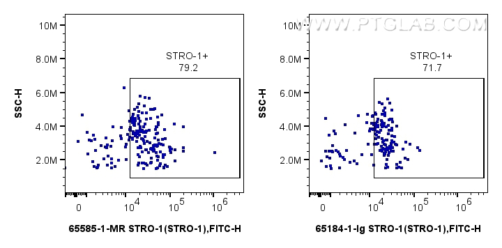 Flow cytometry (FC) experiment of human blood using Anti-Human STRO-1 (STRO-1) Mouse IgG2a Recombinant (65585-1-MR)