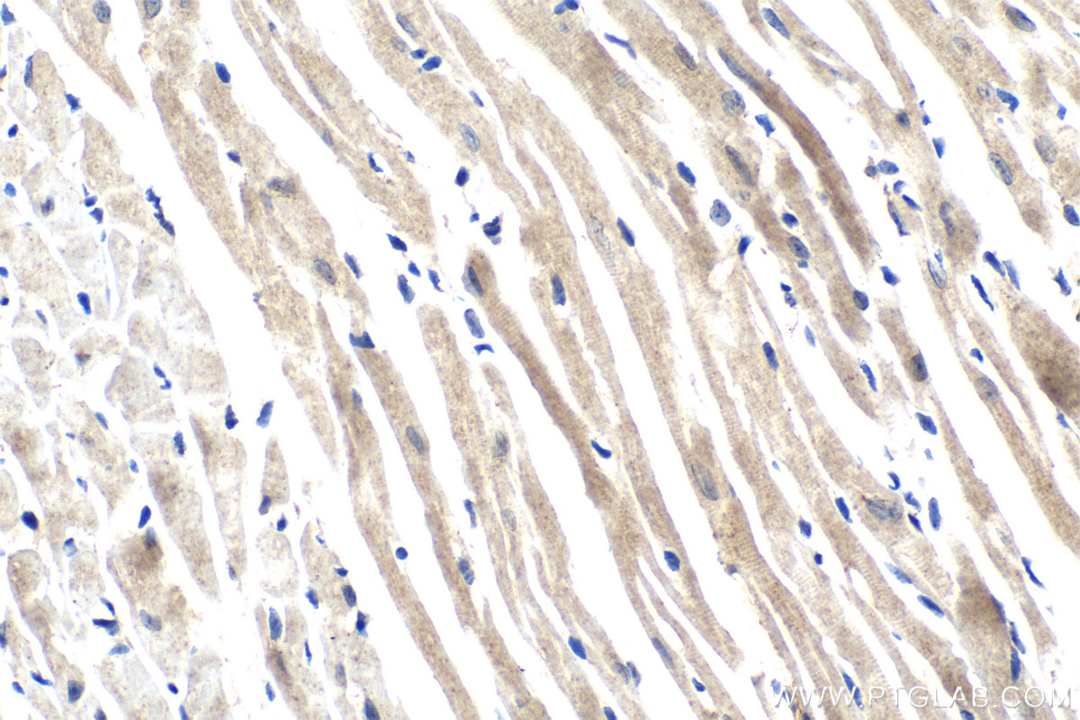 Immunohistochemistry (IHC) staining of mouse heart tissue using Syntaxin 10 Polyclonal antibody (11036-1-AP)