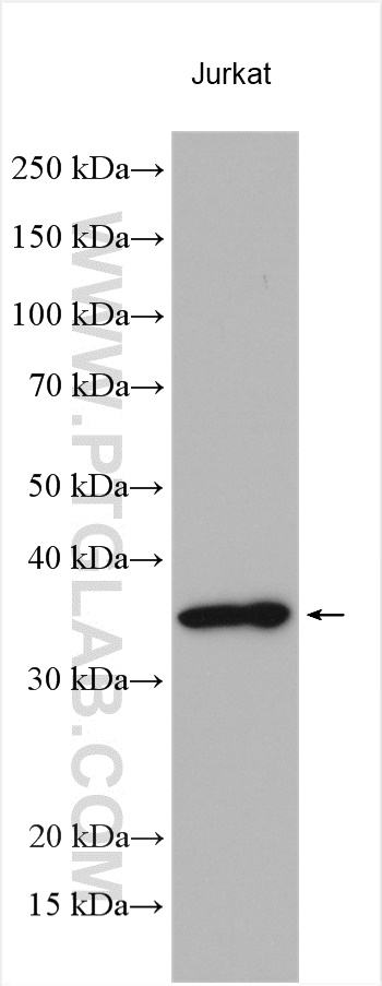 Western Blot (WB) analysis of various lysates using Syntaxin 11 Polyclonal antibody (13301-1-AP)