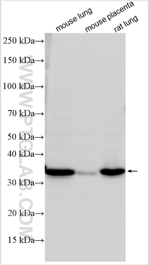 Western Blot (WB) analysis of various lysates using Syntaxin 11 Polyclonal antibody (13301-1-AP)