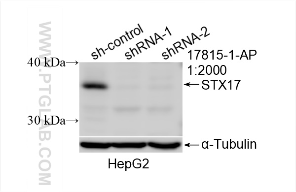 Western Blot (WB) analysis of HepG2 cells using STX17 Polyclonal antibody (17815-1-AP)