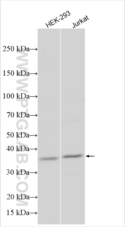 Western Blot (WB) analysis of various lysates using STX17 Polyclonal antibody (17815-1-AP)