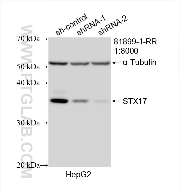 Western Blot (WB) analysis of HepG2 cells using STX17 Recombinant antibody (81899-1-RR)