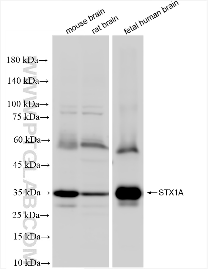 Western Blot (WB) analysis of various lysates using STX1A Recombinant antibody (83159-6-RR)