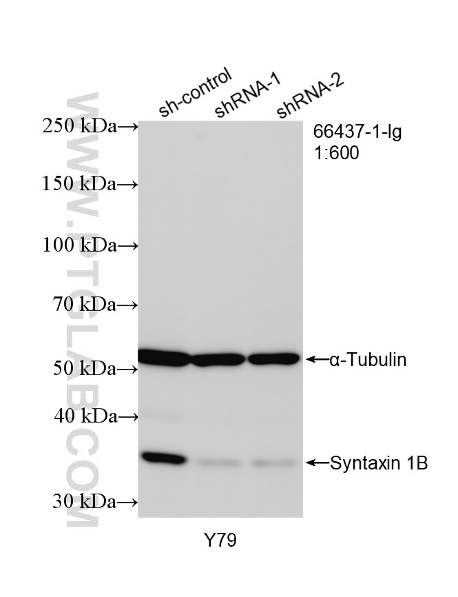 Western Blot (WB) analysis of Y79 cells using Syntaxin 1B Monoclonal antibody (66437-1-Ig)