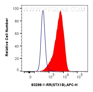 Flow cytometry (FC) experiment of SH-SY5Y cells using STX1B Recombinant antibody (83298-1-RR)