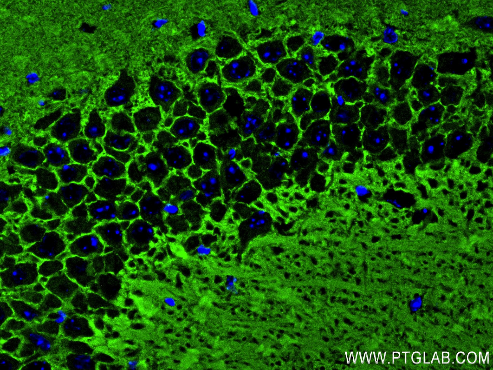 Immunofluorescence (IF) / fluorescent staining of mouse brain tissue using STX1B Recombinant antibody (83298-1-RR)