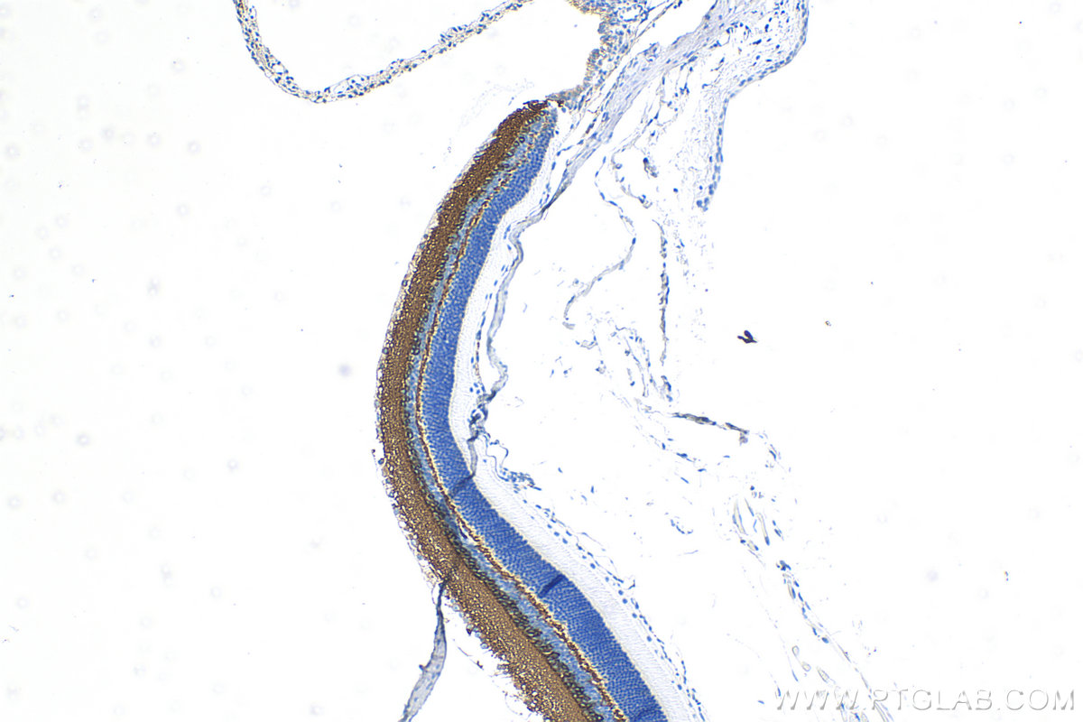 Immunohistochemistry (IHC) staining of mouse eye tissue using STX1B Recombinant antibody (83298-1-RR)