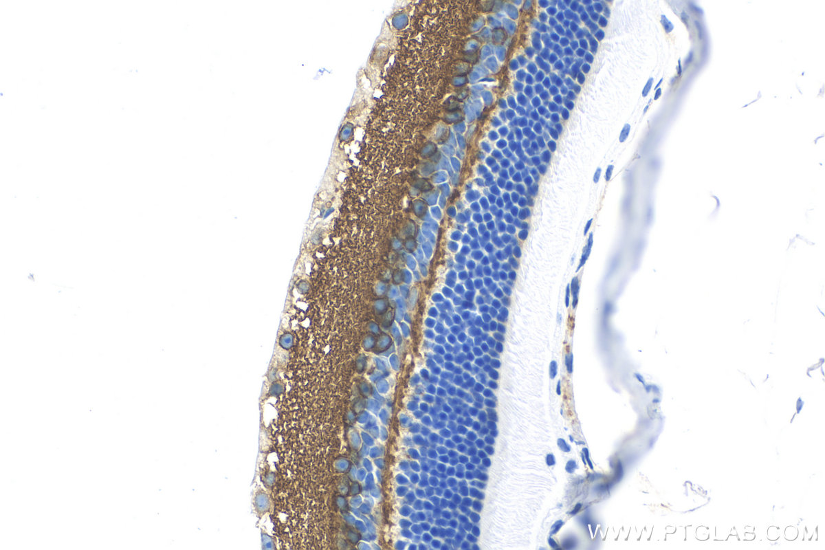 Immunohistochemistry (IHC) staining of mouse eye tissue using STX1B Recombinant antibody (83298-1-RR)