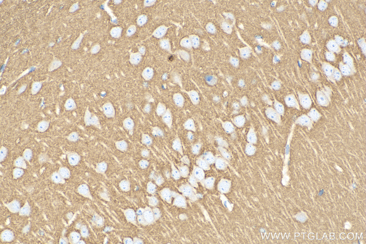 Immunohistochemistry (IHC) staining of mouse brain tissue using STX1B Recombinant antibody (83298-1-RR)