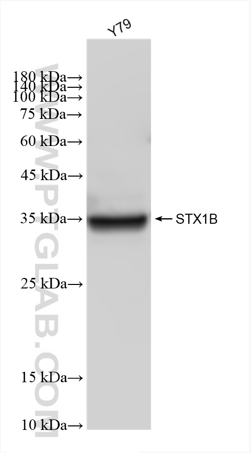 Western Blot (WB) analysis of Y79 cells using STX1B Recombinant antibody (83298-1-RR)