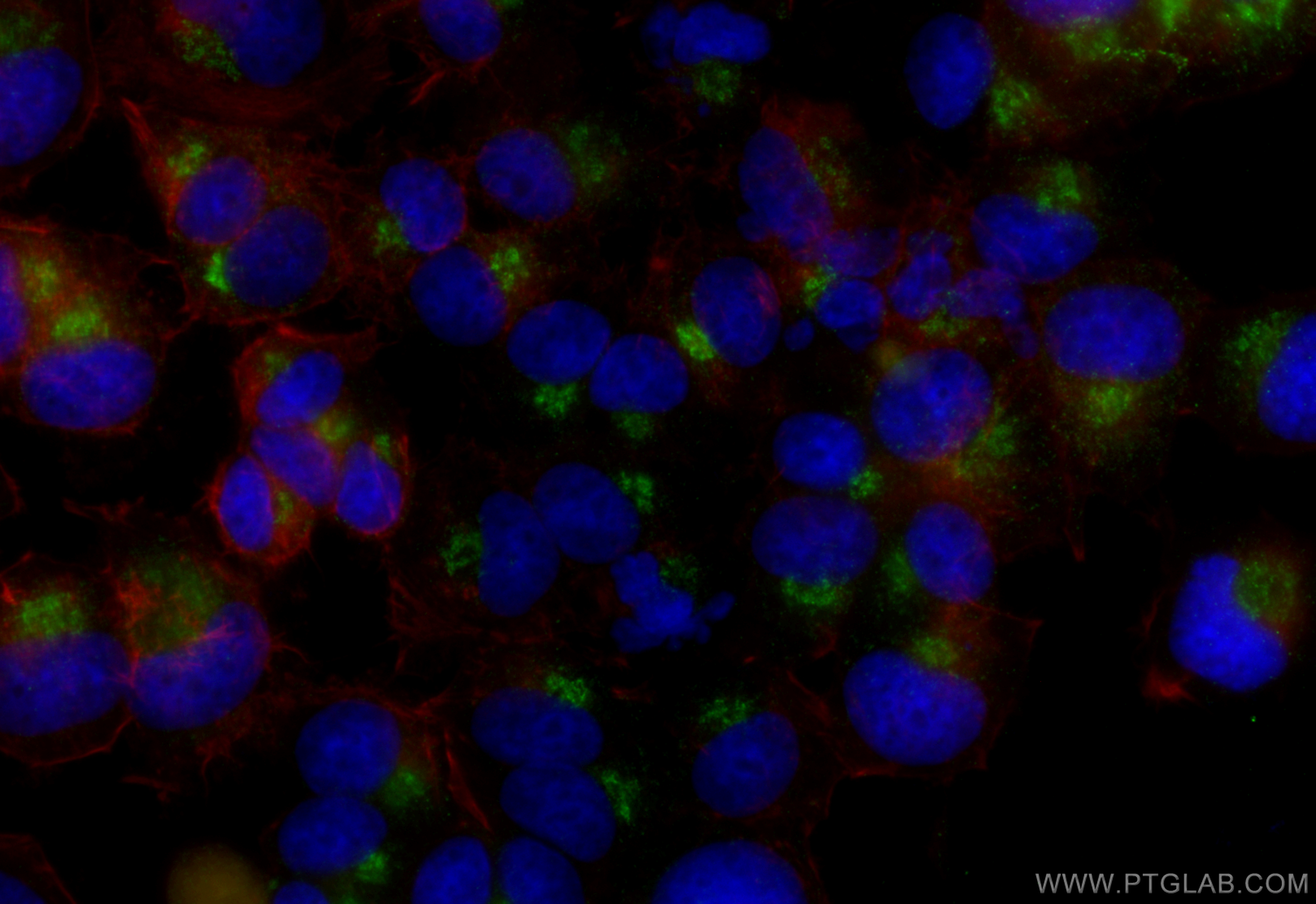 Immunofluorescence (IF) / fluorescent staining of PC-12 cells using Syntaxin 6 Monoclonal antibody (60059-1-Ig)