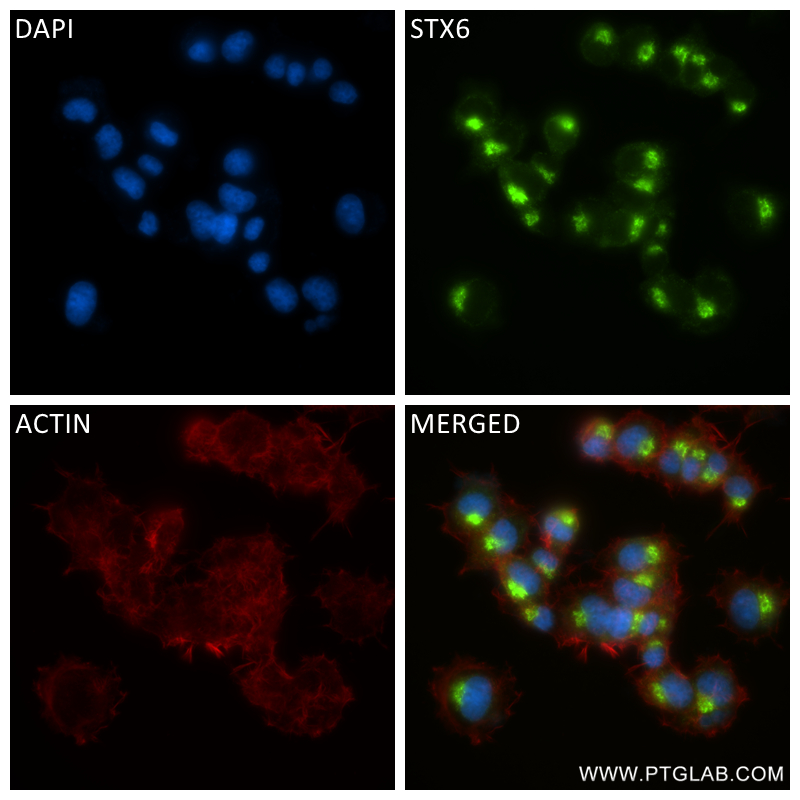 Immunofluorescence (IF) / fluorescent staining of PC-12 cells using Syntaxin 6 Recombinant antibody (84627-5-RR)