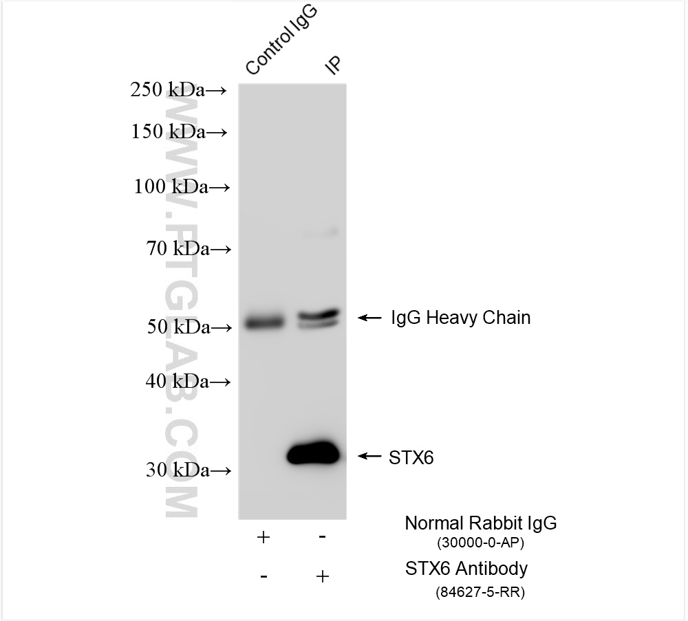 Immunoprecipitation (IP) experiment of mouse brain tissue using Syntaxin 6 Recombinant antibody (84627-5-RR)