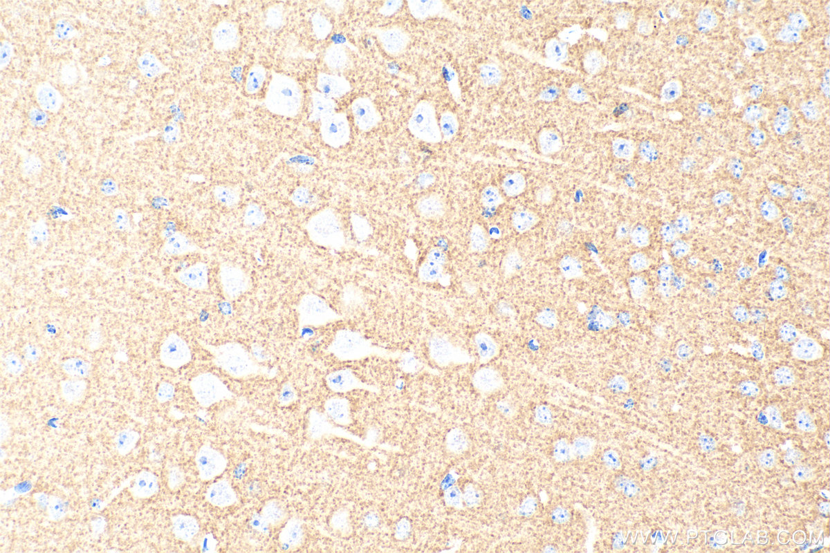 Immunohistochemistry (IHC) staining of mouse brain tissue using Biotin Plus-conjugated STXBP1 Monoclonal antibody (Biotin-67137)