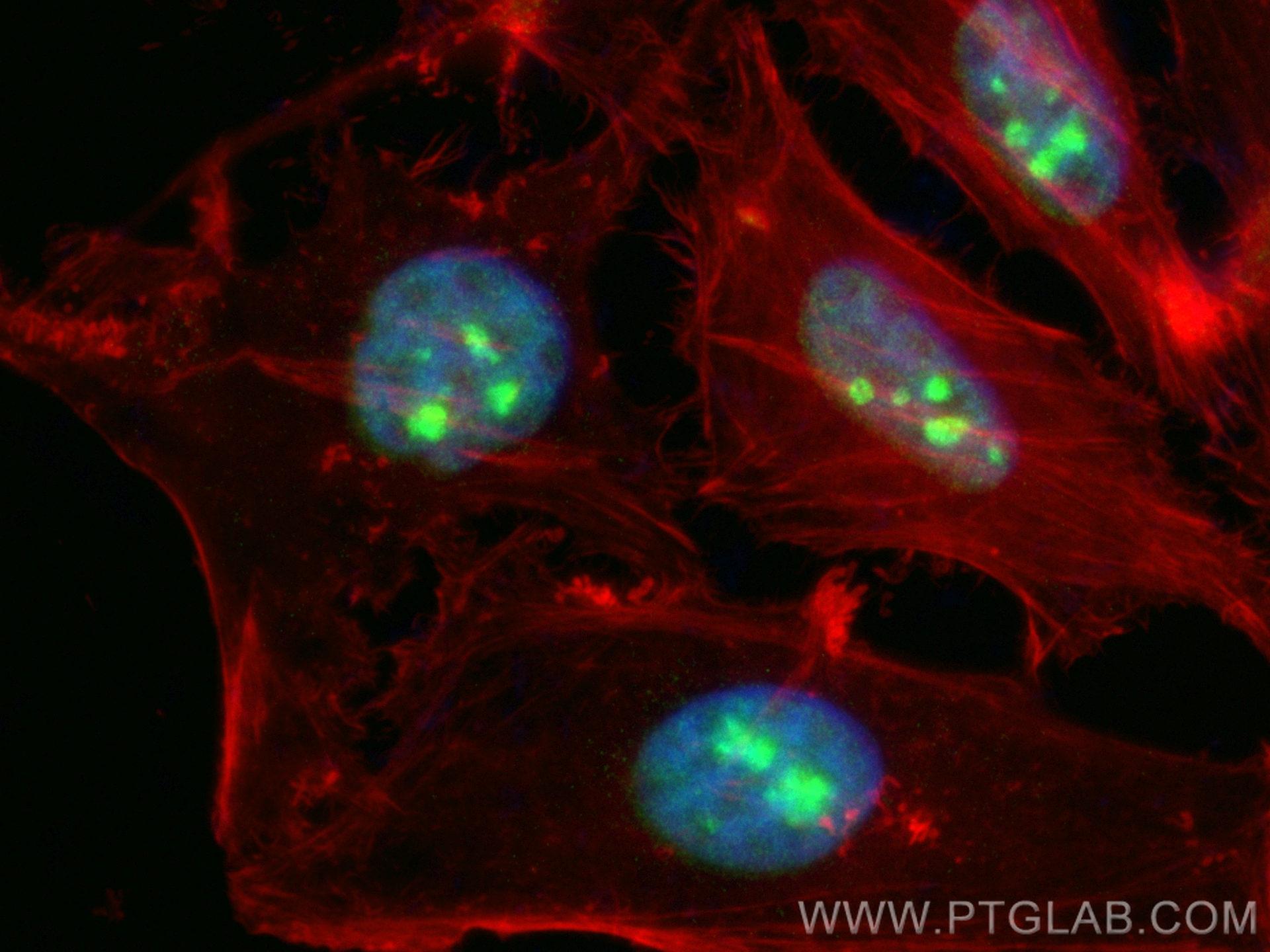 Immunofluorescence (IF) / fluorescent staining of HeLa cells using CoraLite® Plus 488-conjugated SUB1 Polyclonal anti (CL488-10948)