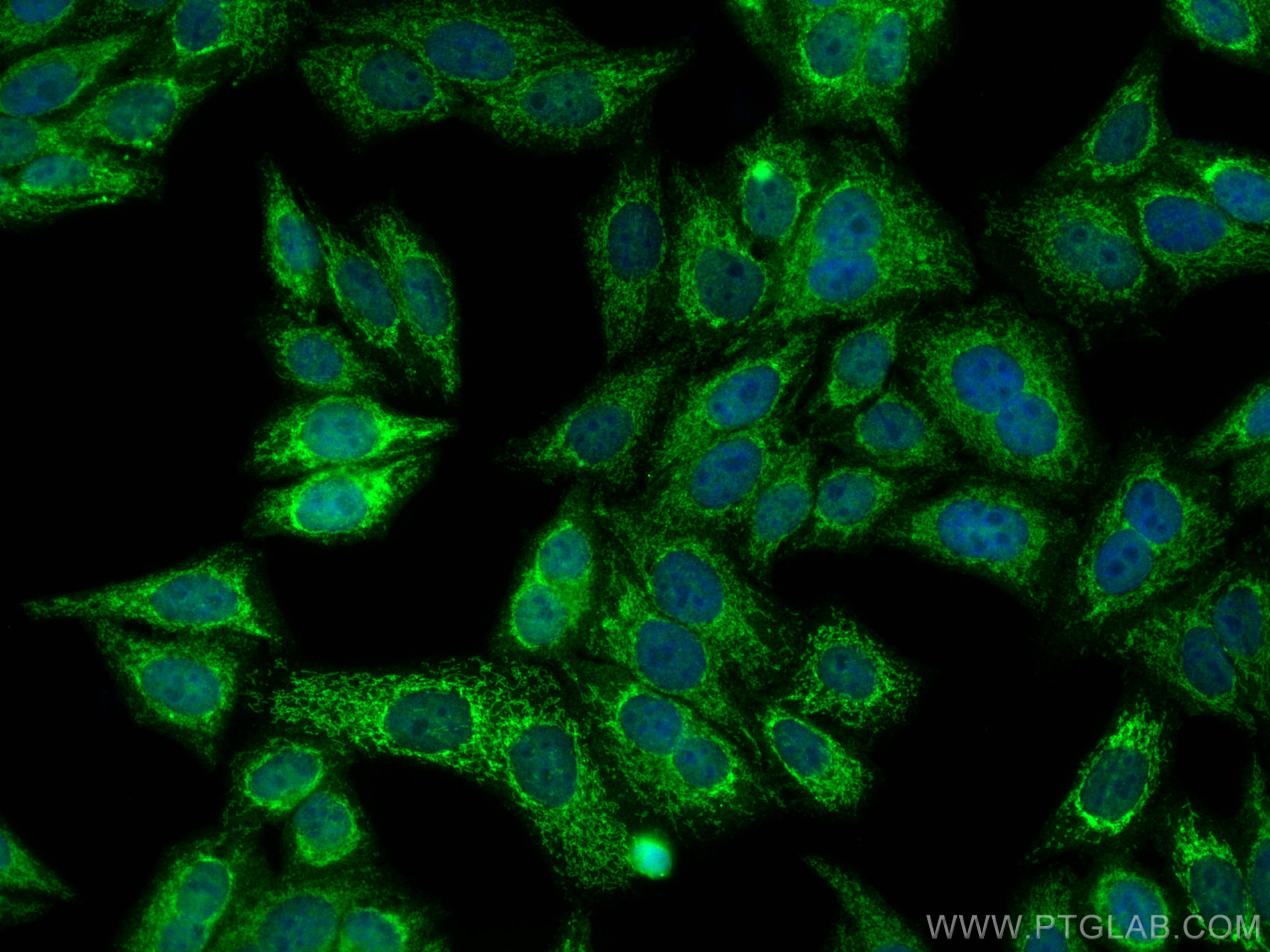 Immunofluorescence (IF) / fluorescent staining of HepG2 cells using SUCLA2 Polyclonal antibody (12627-1-AP)