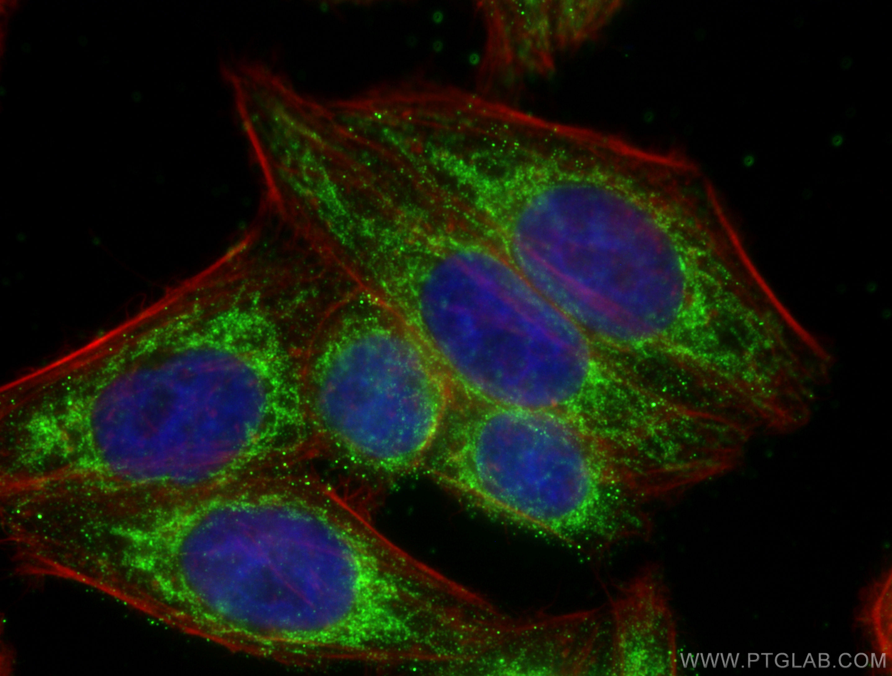 Immunofluorescence (IF) / fluorescent staining of HepG2 cells using SUCLA2 Monoclonal antibody (68549-1-Ig)