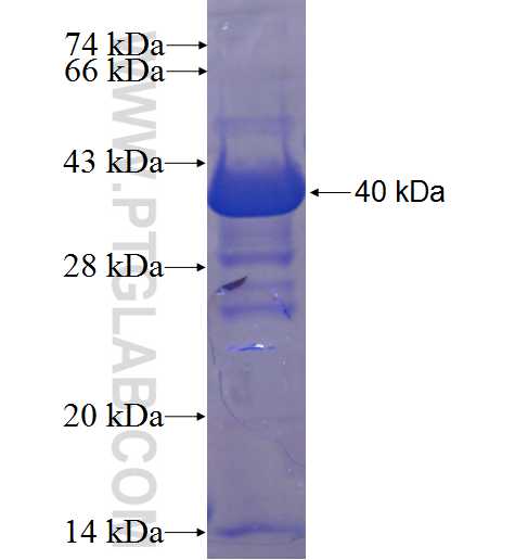 SUGT1 fusion protein Ag23341 SDS-PAGE