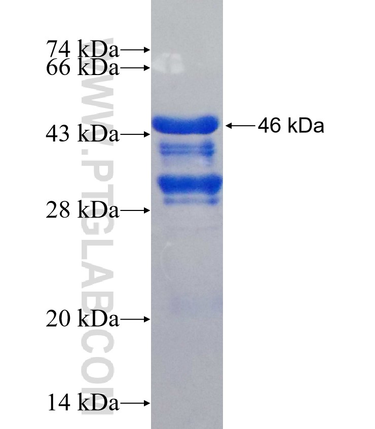 SULF1 fusion protein Ag26758 SDS-PAGE