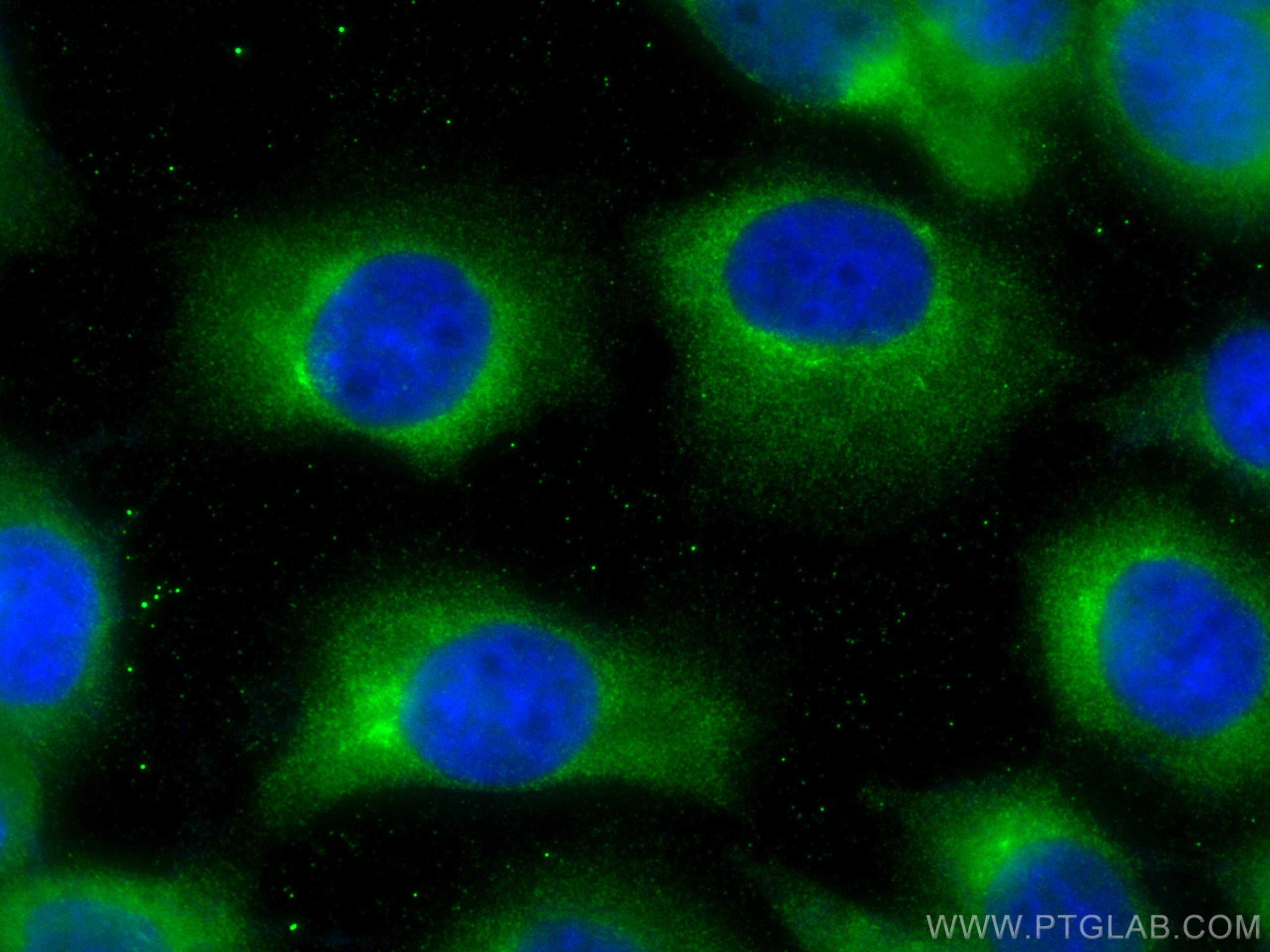 Immunofluorescence (IF) / fluorescent staining of A431 cells using SUMF2 Polyclonal antibody (11210-1-AP)