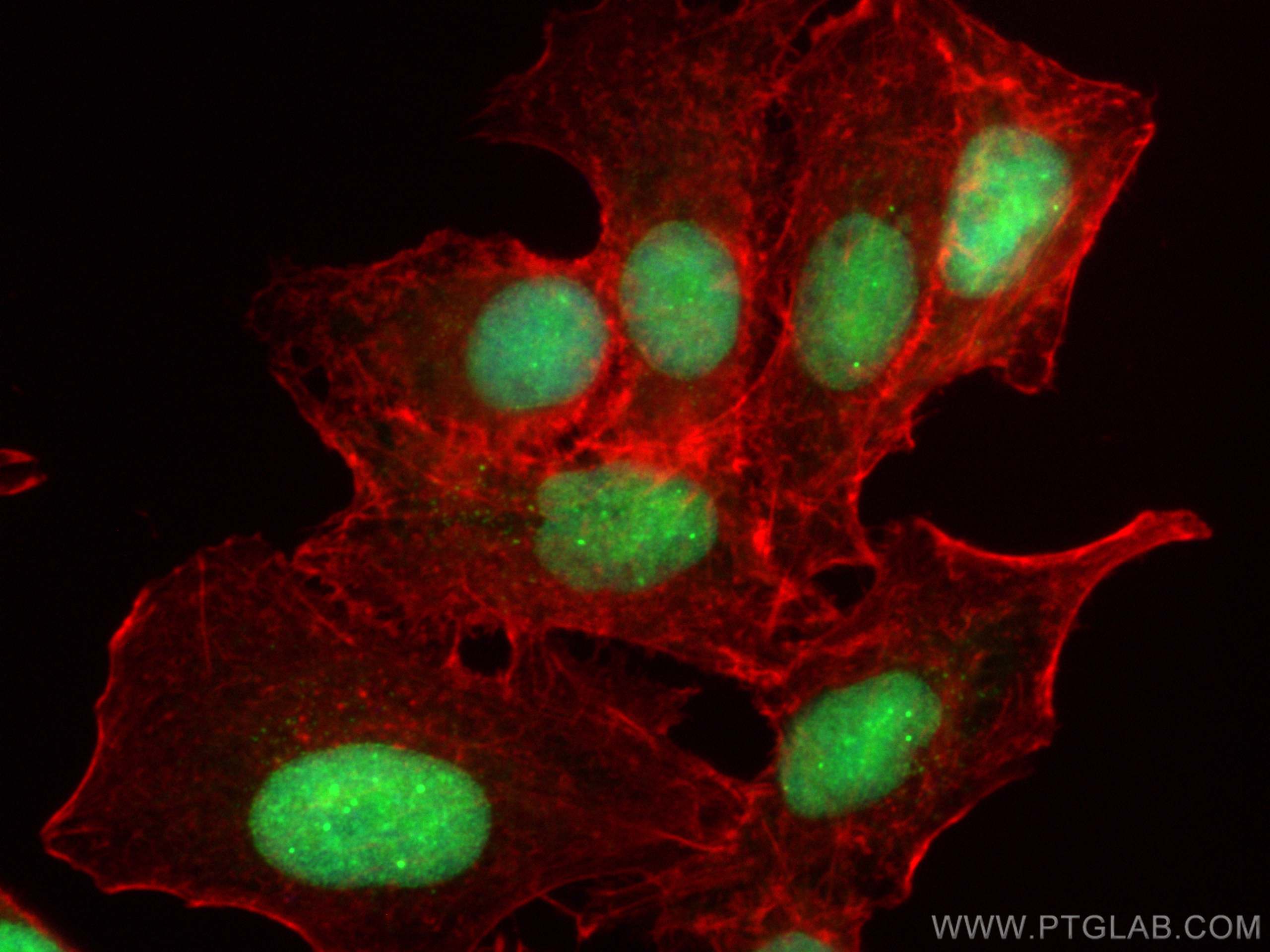 Immunofluorescence (IF) / fluorescent staining of A549 cells using SUMO1 Polyclonal antibody (10329-1-AP)