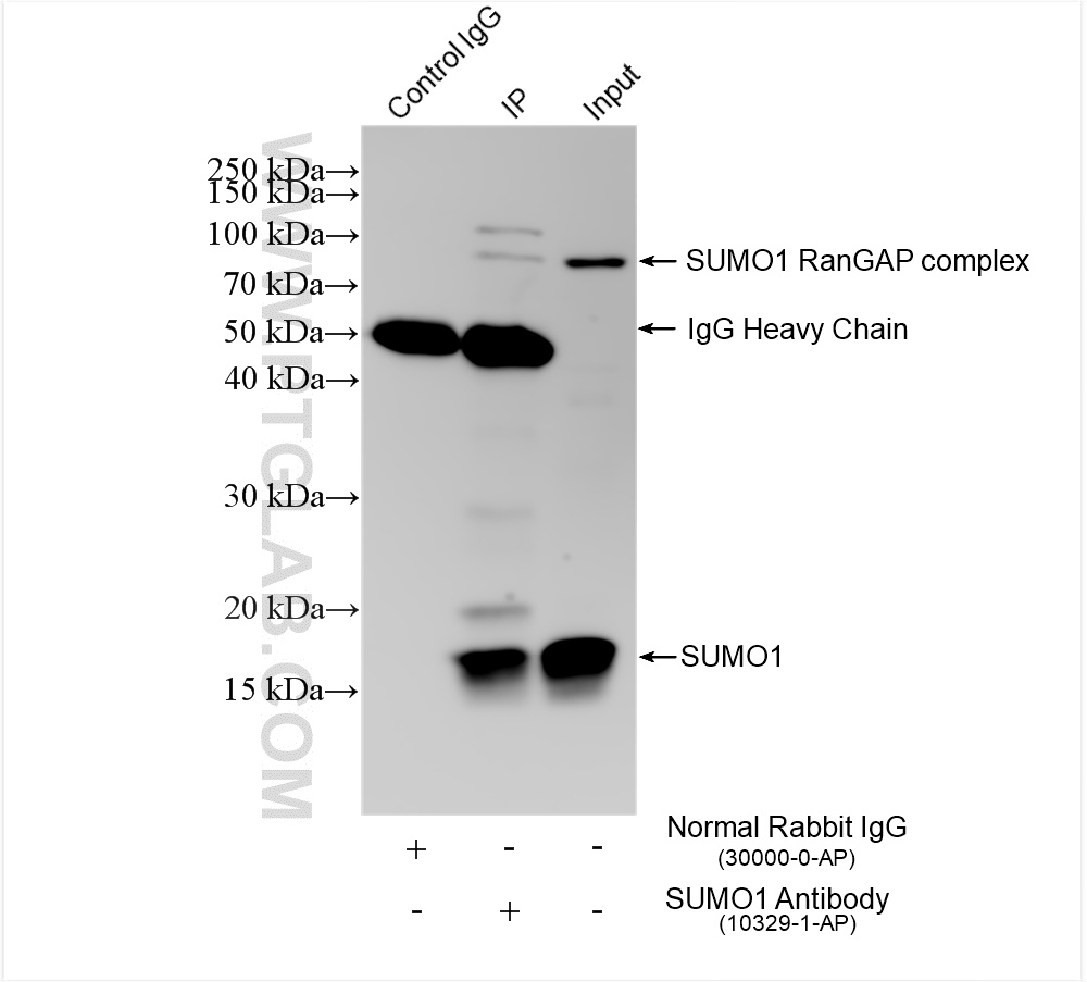 Immunoprecipitation (IP) experiment of HeLa cells using SUMO1 Polyclonal antibody (10329-1-AP)