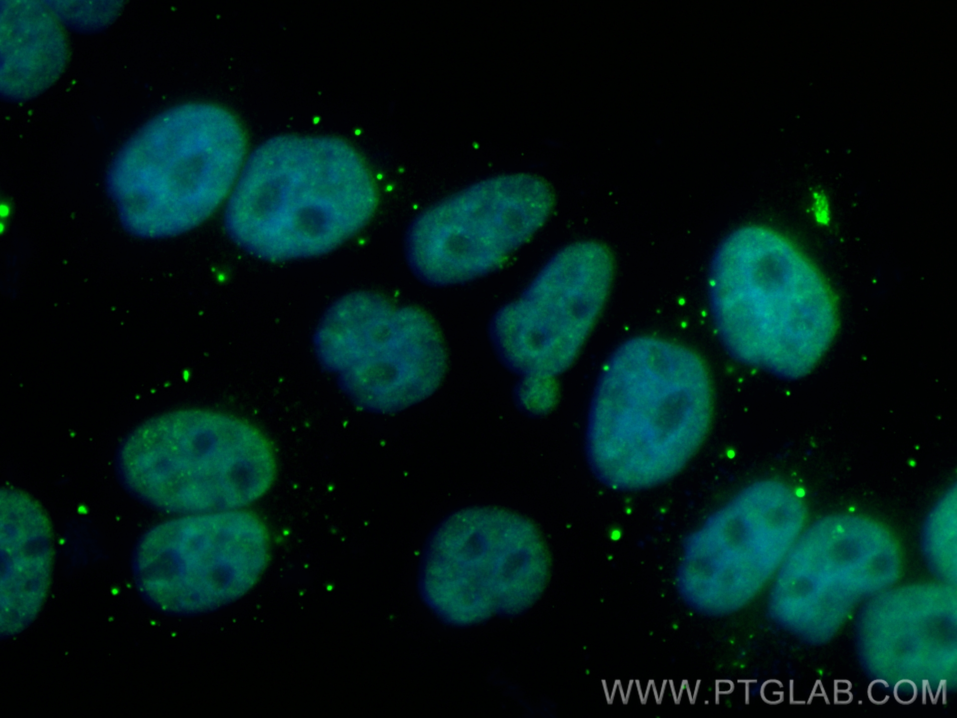 Immunofluorescence (IF) / fluorescent staining of HepG2 cells using CoraLite® Plus 488-conjugated SUMO2/3  Recombinant (CL488-84017-5)