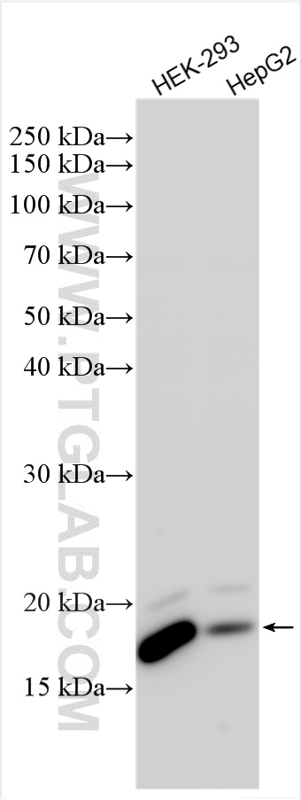 Western Blot (WB) analysis of various lysates using SUMO2/3 Polyclonal antibody (10699-1-AP)