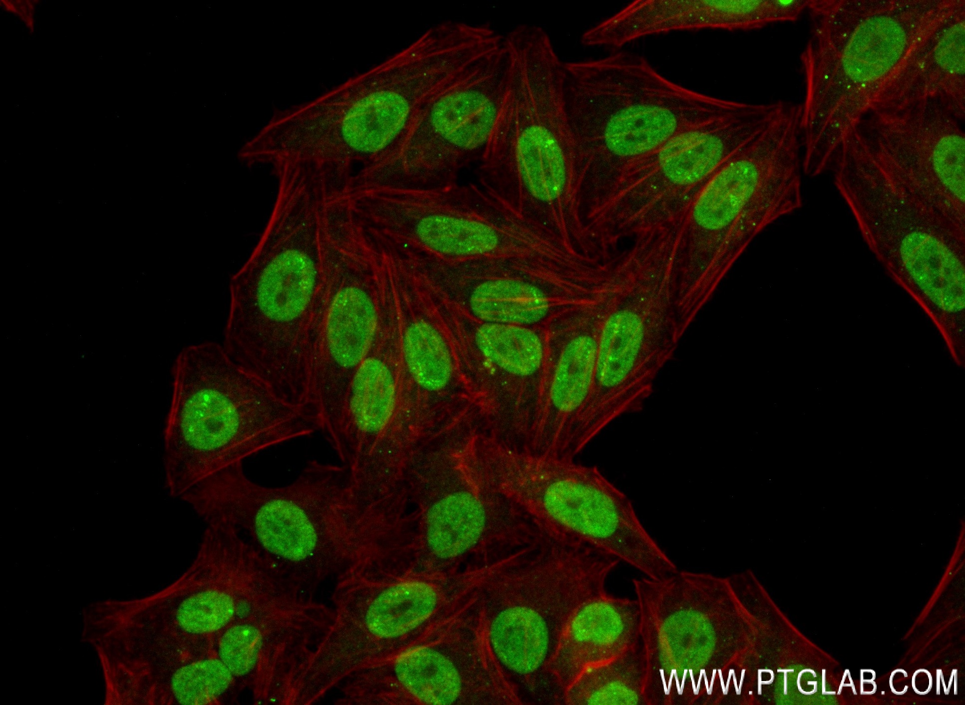 Immunofluorescence (IF) / fluorescent staining of HepG2 cells using SUMO2/3  Recombinant antibody (84017-5-RR)