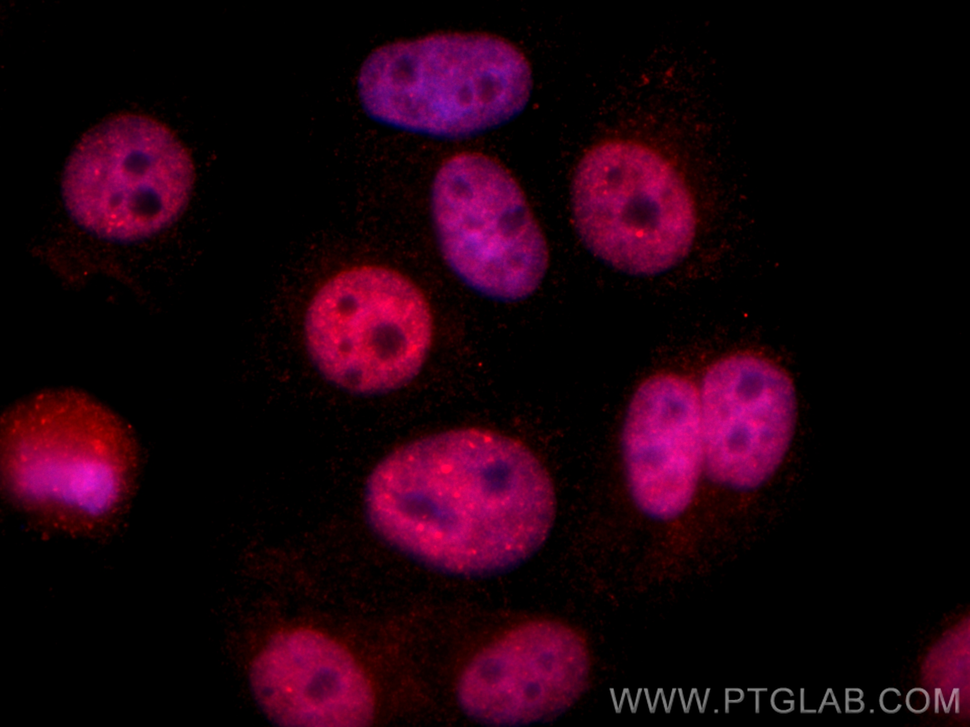 Immunofluorescence (IF) / fluorescent staining of HepG2 cells using SUMO2/3  Recombinant antibody (84017-5-RR)