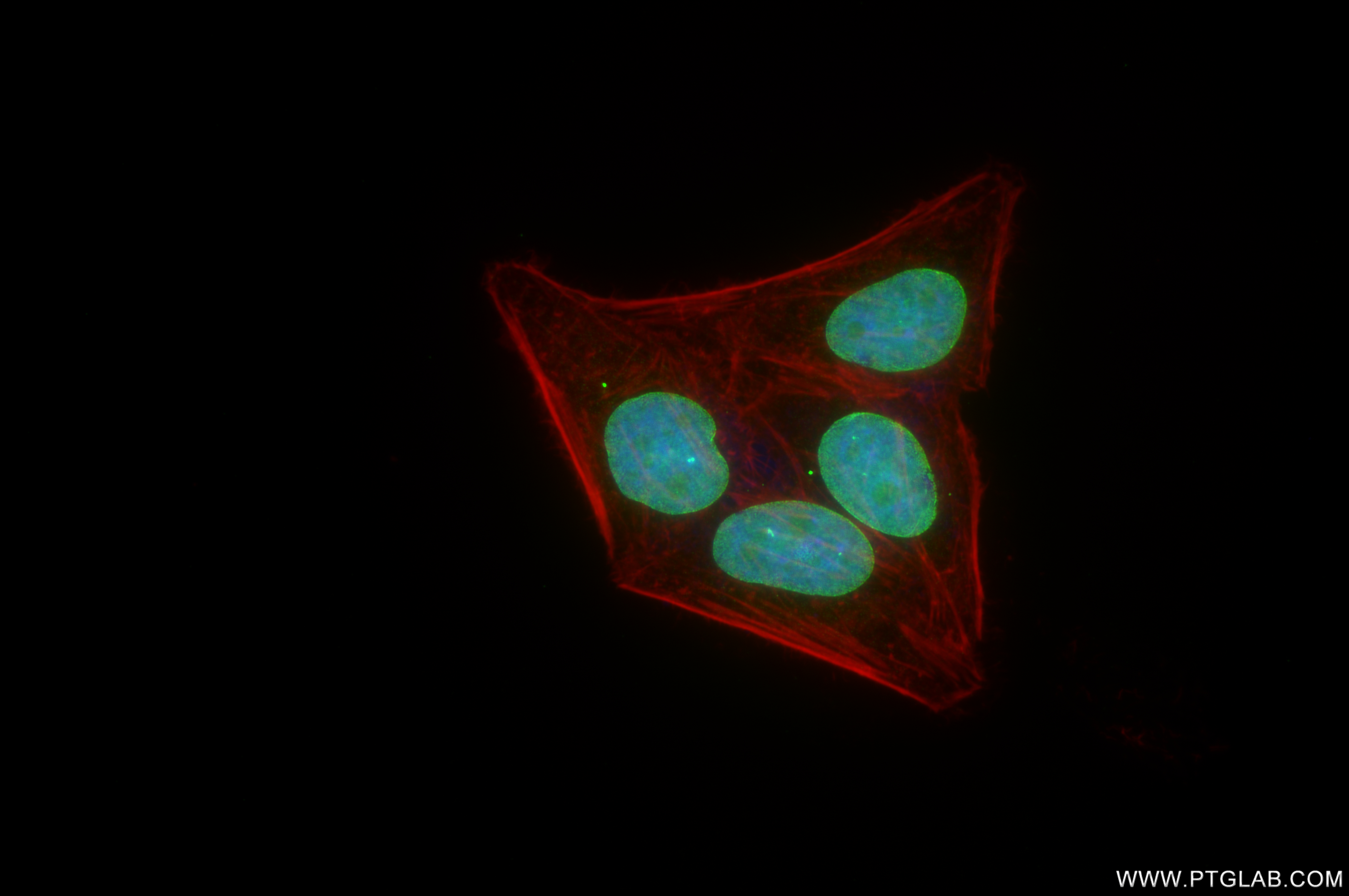 Immunofluorescence (IF) / fluorescent staining of HEPG2 cells using SUN2 Recombinant antibody (85103-3-RR)