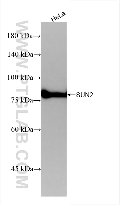 Western Blot (WB) analysis of HeLa cells using SUN2 Recombinant antibody (85103-3-RR)