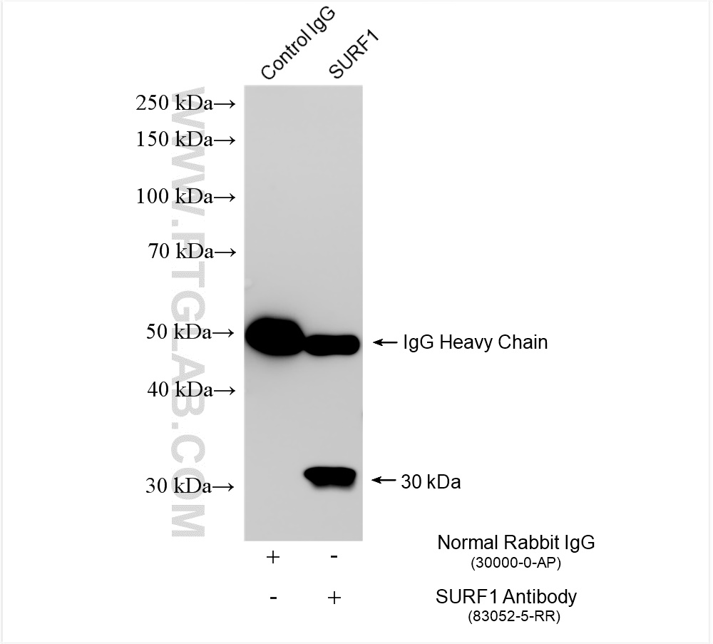 Immunoprecipitation (IP) experiment of HeLa cells using SURF1 Recombinant antibody (83052-5-RR)
