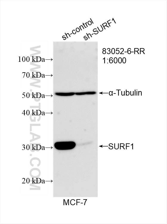 Western Blot (WB) analysis of MCF-7 cells using SURF1 Recombinant antibody (83052-6-RR)