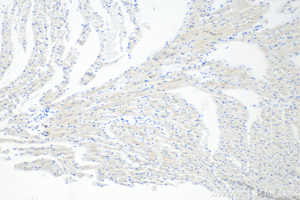 Immunohistochemistry (IHC) staining of mouse heart tissue using SURF1 Recombinant antibody (83052-7-RR)