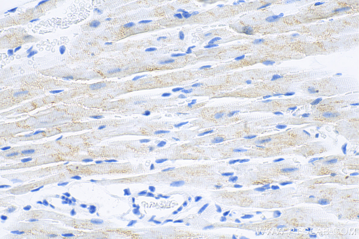 Immunohistochemistry (IHC) staining of mouse heart tissue using SURF1 Recombinant antibody (83052-7-RR)