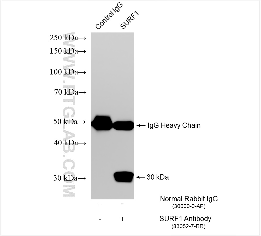 Immunoprecipitation (IP) experiment of HeLa cells using SURF1 Recombinant antibody (83052-7-RR)