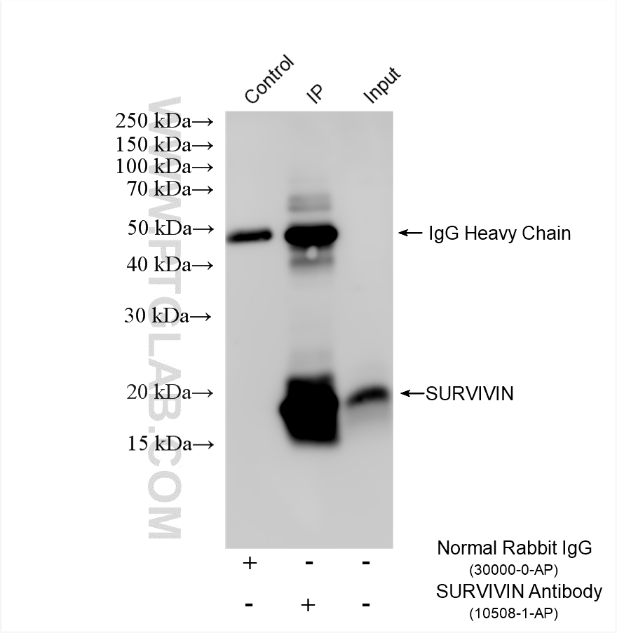 Immunoprecipitation (IP) experiment of Jurkat cells using SURVIVIN Polyclonal antibody (10508-1-AP)