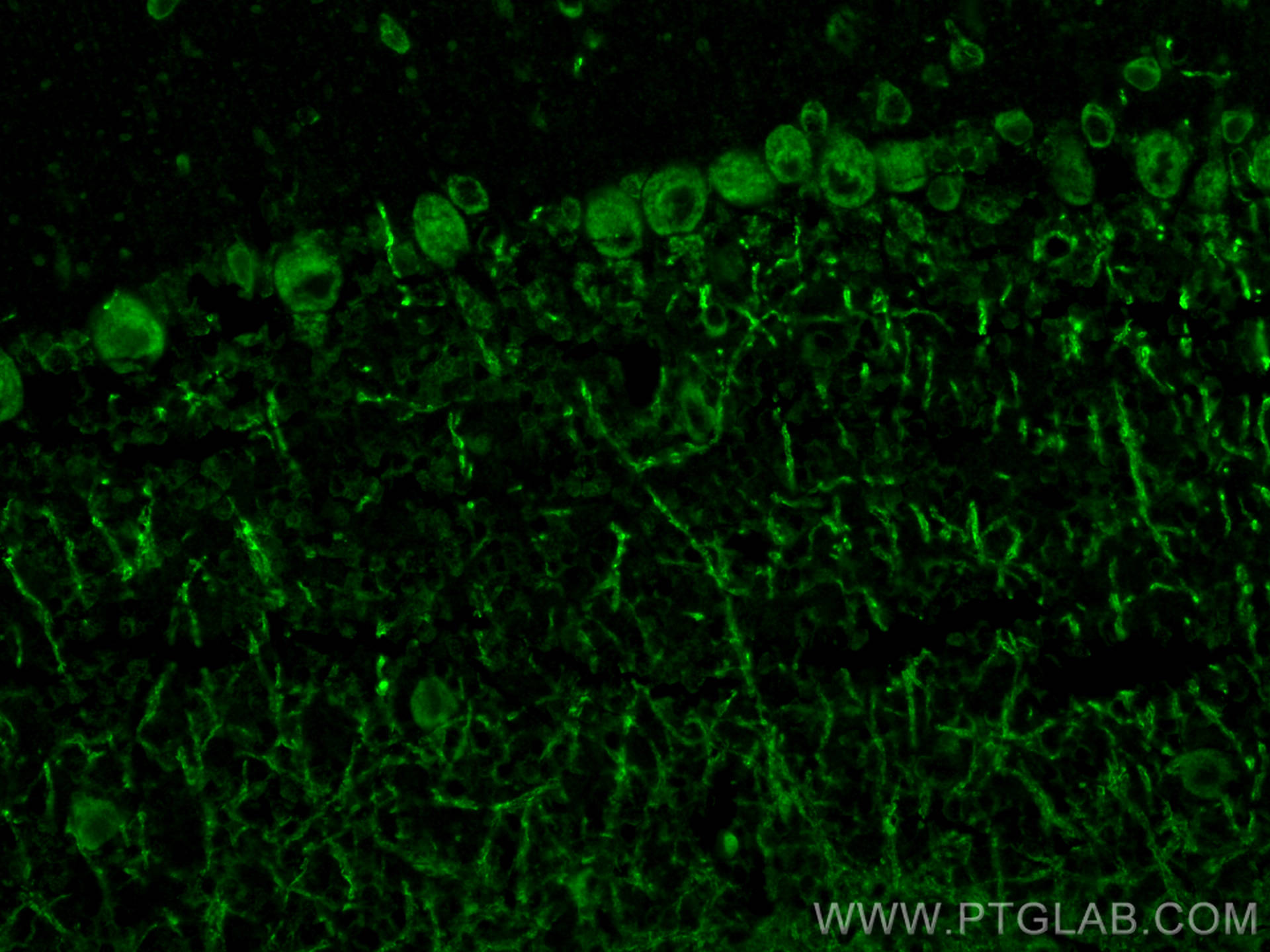 Immunofluorescence (IF) / fluorescent staining of mouse cerebellum tissue using SUSD4 Polyclonal antibody (26829-1-AP)