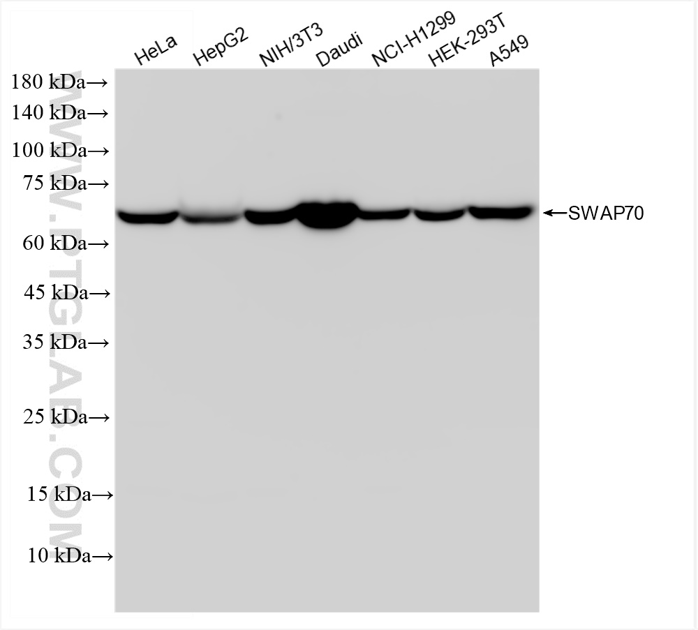 Western Blot (WB) analysis of various lysates using SWAP70 Recombinant antibody (83646-6-RR)