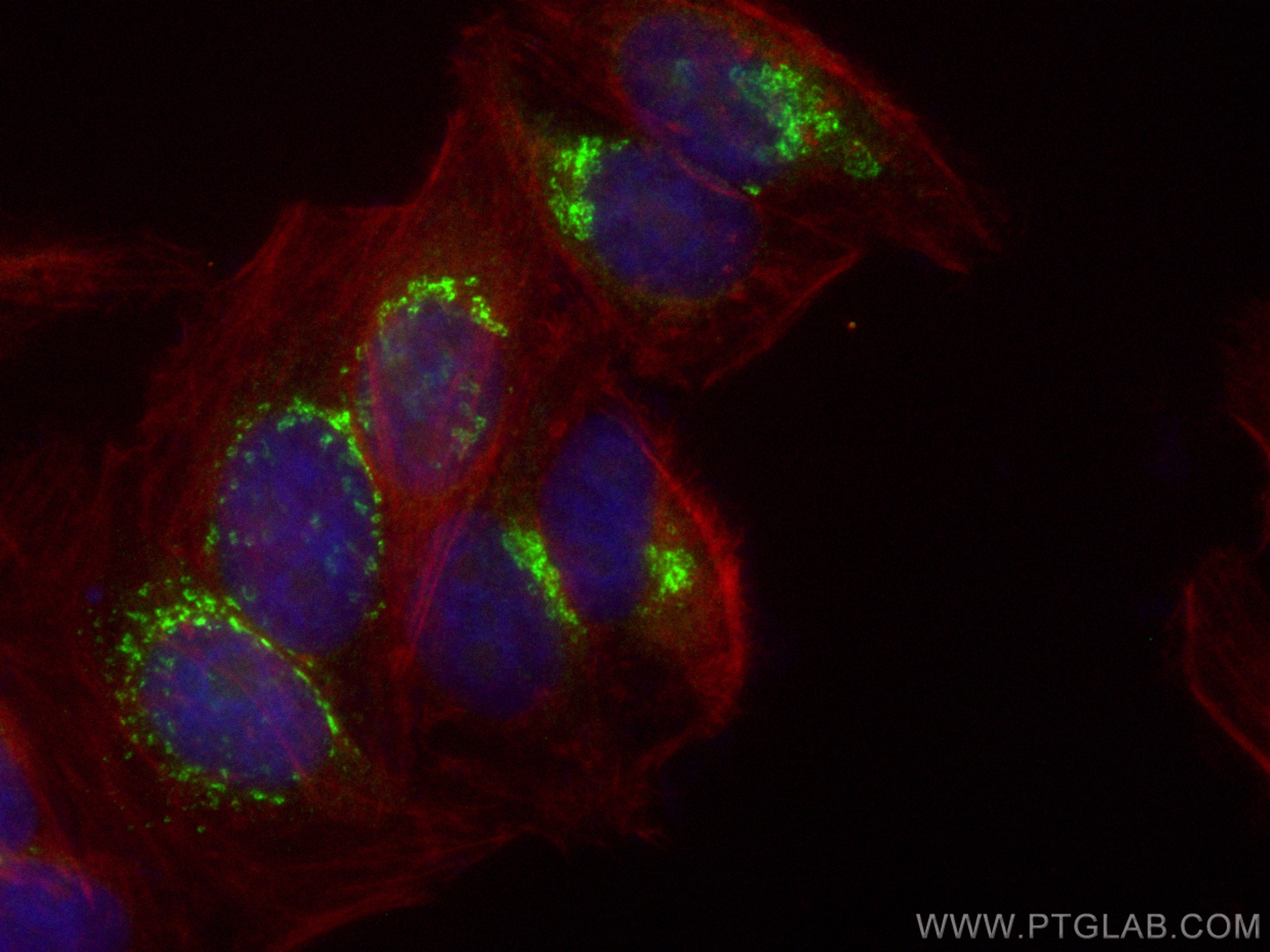 Immunofluorescence (IF) / fluorescent staining of HepG2 cells using CoraLite® Plus 488-conjugated SYAP1 Polyclonal ant (CL488-16272)