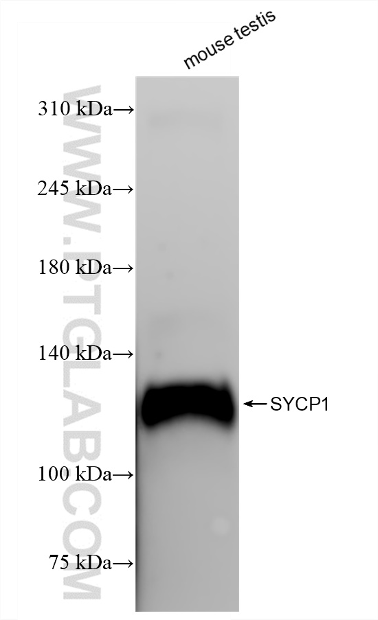 Western Blot (WB) analysis of mouse testis tissue using SYCP1 Recombinant antibody (83382-1-RR)