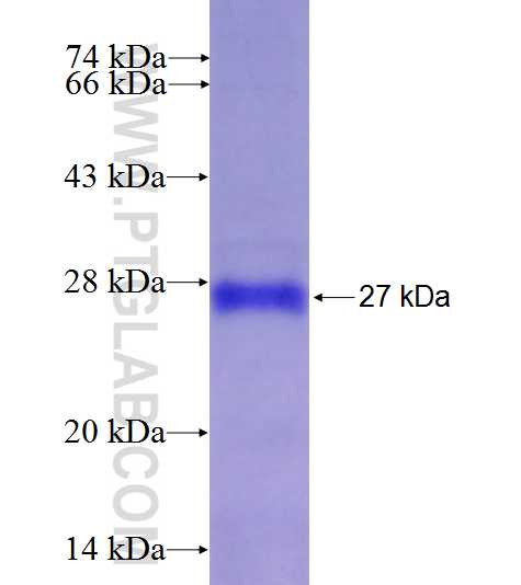 SYDE1 fusion protein Ag27323 SDS-PAGE