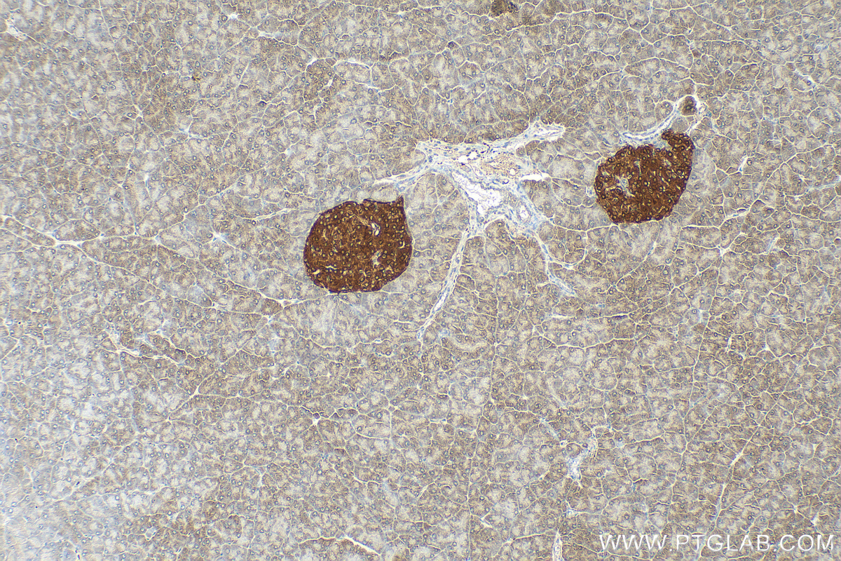 Immunohistochemistry (IHC) staining of mouse pancreas tissue using SYN1 Polyclonal antibody (30549-1-AP)