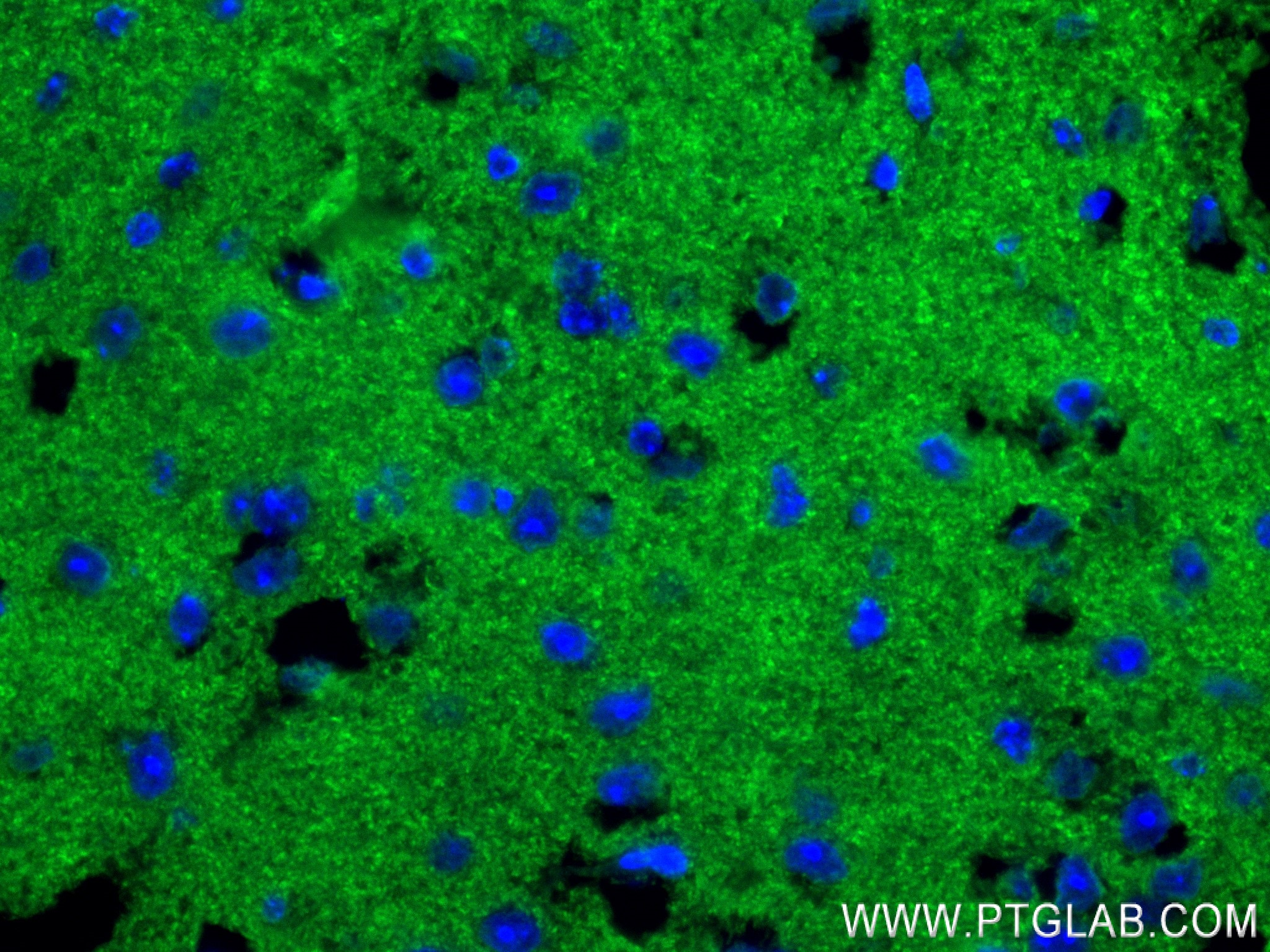 Immunofluorescence (IF) / fluorescent staining of mouse brain tissue using SYNGR1 Recombinant antibody (84161-3-RR)