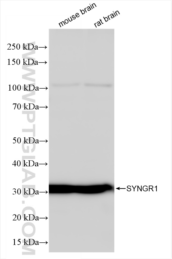 Western Blot (WB) analysis of various lysates using SYNGR1 Recombinant antibody (84161-3-RR)